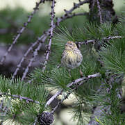 European Serin