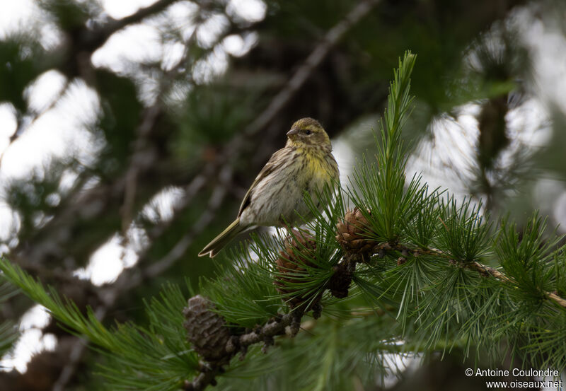 European Serin female adult breeding