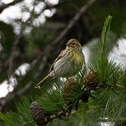 European Serin