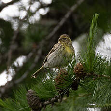 Serin cini