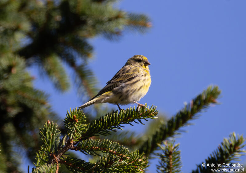 Serin cini mâle adulte internuptial