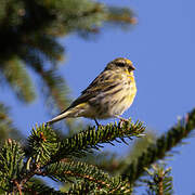 European Serin