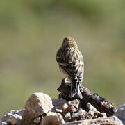 European Serin