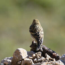 Serin cini