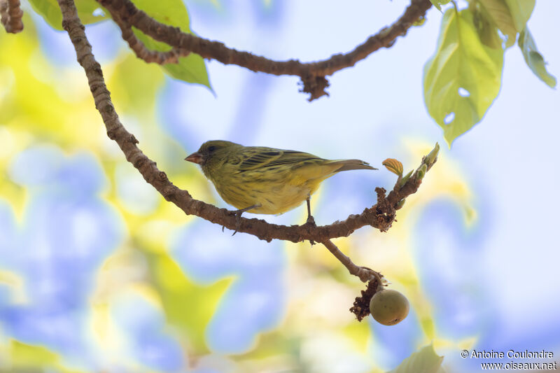 Serin d'Abyssinie femelle adulte