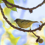 Serin d'Abyssinie