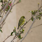 Serin d'Abyssinie