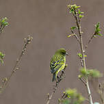 Serin d'Abyssinie