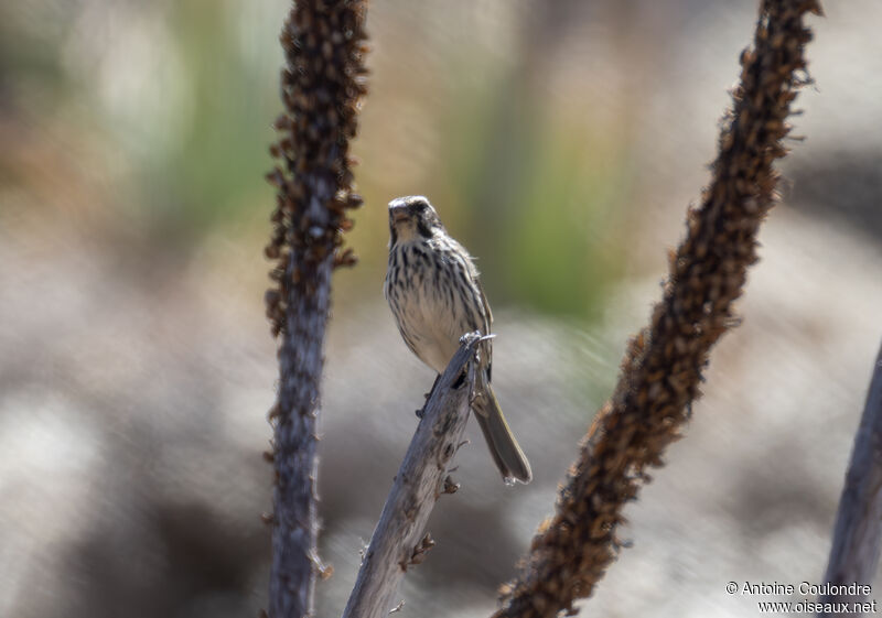 Serin striéadulte