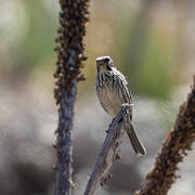 Serin strié