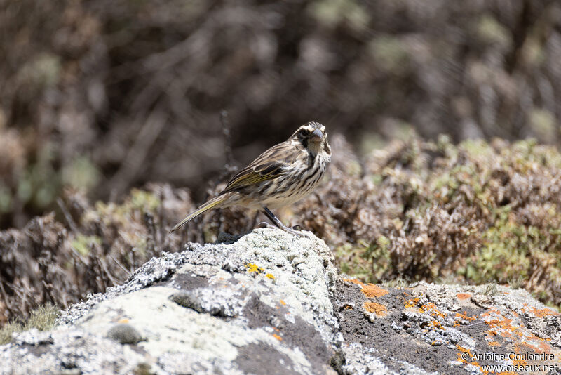 Serin striéadulte