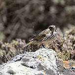 Serin strié