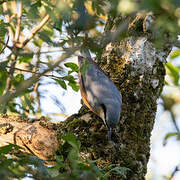 Eurasian Nuthatch