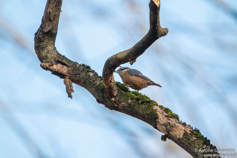 Eurasian Nuthatchadult