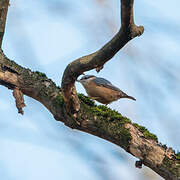 Eurasian Nuthatch