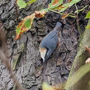 Eurasian Nuthatch