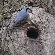 Eurasian Nuthatch