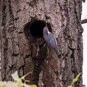 Eurasian Nuthatch