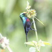 Red-chested Sunbird