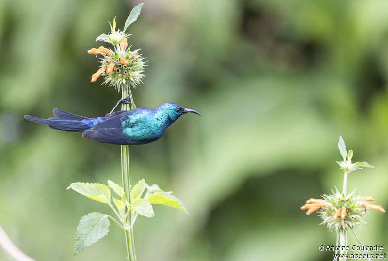 Red-chested Sunbird male adult