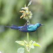 Red-chested Sunbird