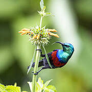 Red-chested Sunbird