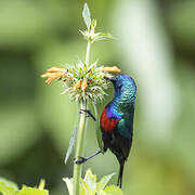 Red-chested Sunbird