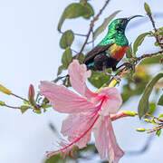 Beautiful Sunbird