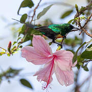 Beautiful Sunbird