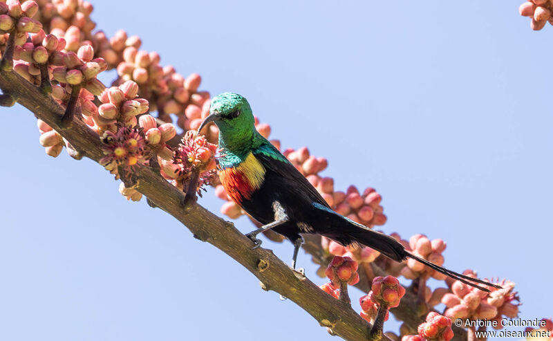 Beautiful Sunbird male adult