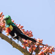 Beautiful Sunbird