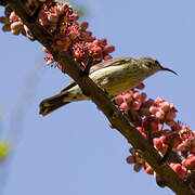 Beautiful Sunbird