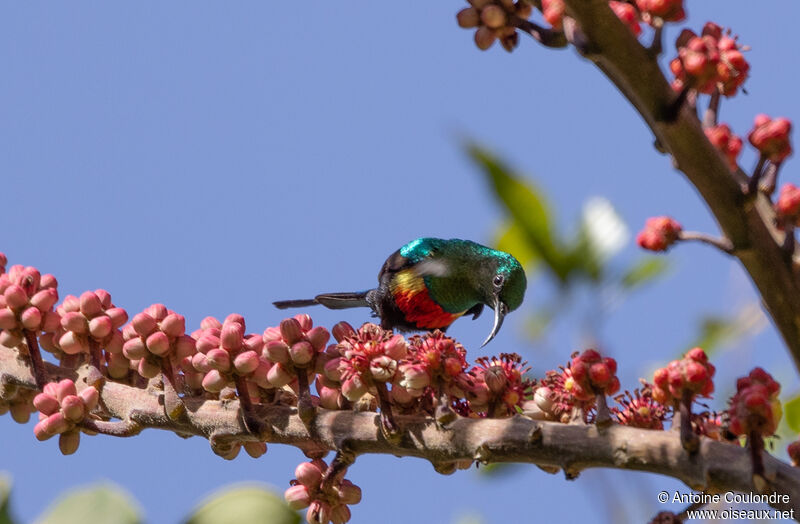 Beautiful Sunbird male adult