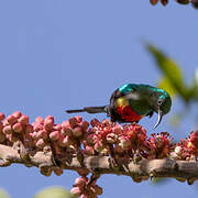 Beautiful Sunbird