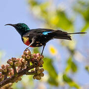 Beautiful Sunbird