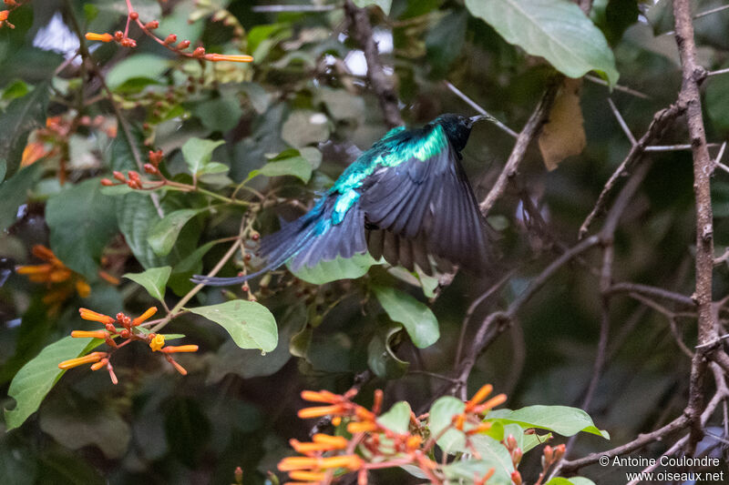 Beautiful Sunbird male adult