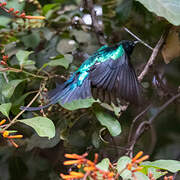 Beautiful Sunbird