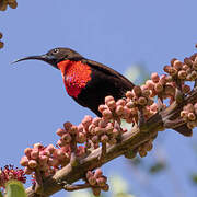 Scarlet-chested Sunbird