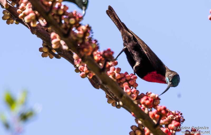 Scarlet-chested Sunbird male adult