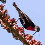 Scarlet-chested Sunbird