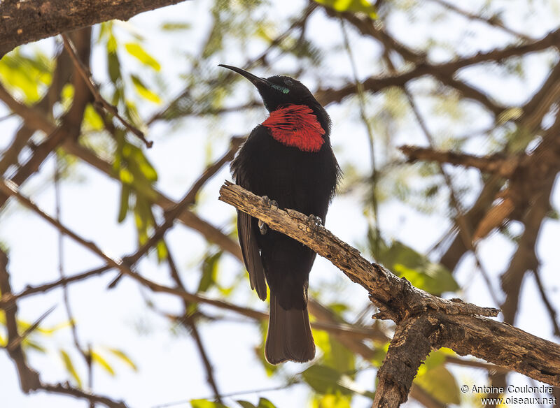 Souimanga à poitrine rouge mâle adulte