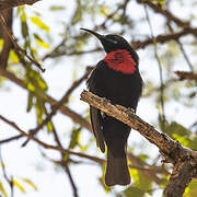 Scarlet-chested Sunbird