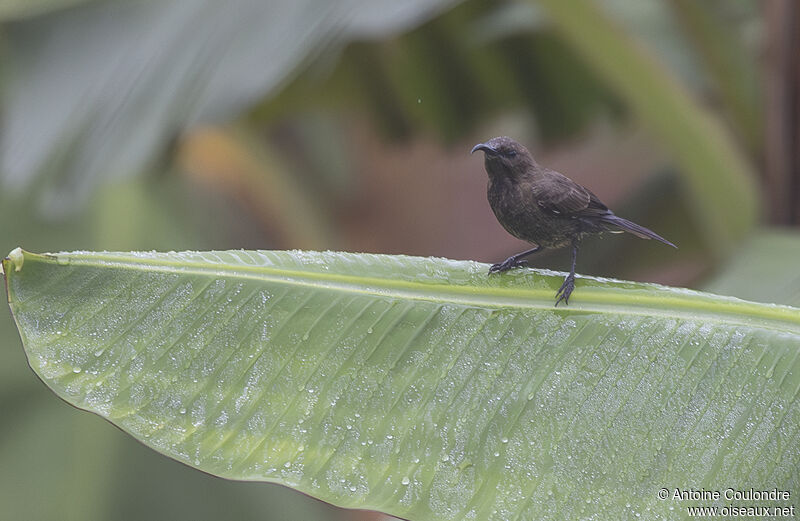 Scarlet-chested Sunbird female adult