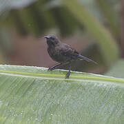 Scarlet-chested Sunbird