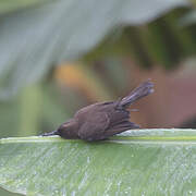 Scarlet-chested Sunbird