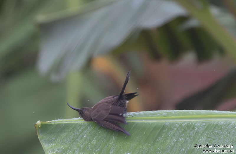 Scarlet-chested Sunbird female adult