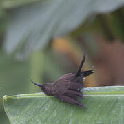 Scarlet-chested Sunbird