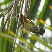 Olive-bellied Sunbird