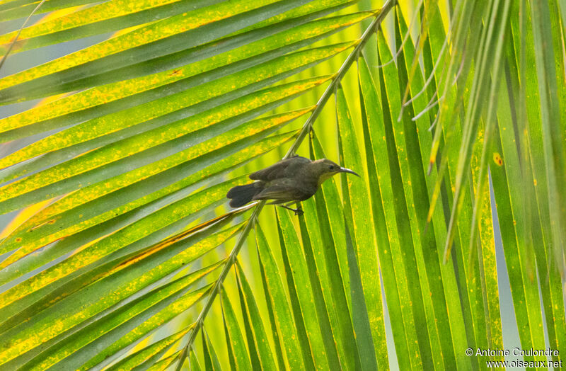 Olive-bellied Sunbird female adult