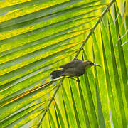 Olive-bellied Sunbird